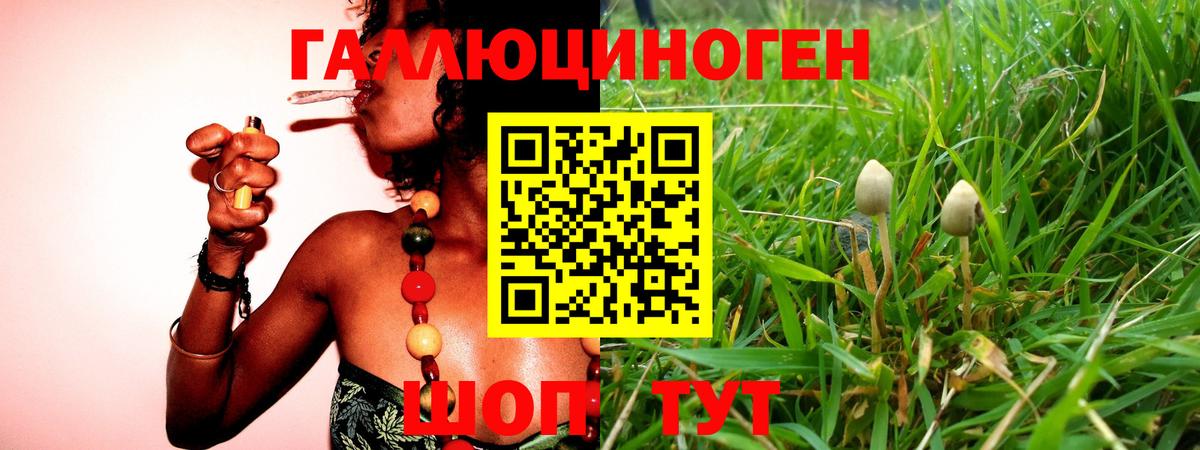 Галлюциногенные грибы Psilocybine cubensis Миасс